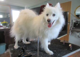 Hundesalon alt for hunden - Din hundesalon i Aalborg