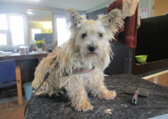 Hundesalon alt for hunden - Din hundesalon i Aalborg