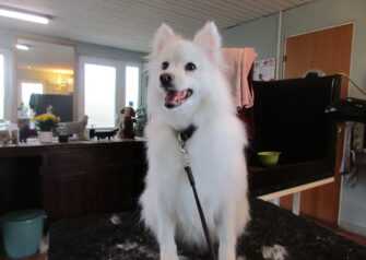 Hundesalon alt for hunden - Din hundesalon i Aalborg