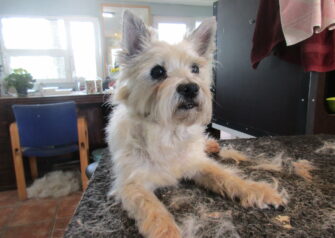 Hundesalon alt for hunden - Din hundesalon i Aalborg