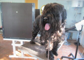 Hundesalon alt for hunden - Din hundesalon i Aalborg