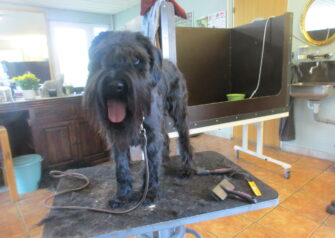 Hundesalon alt for hunden - Din hundesalon i Aalborg