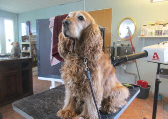 Hundesalon alt for hunden - Din hundesalon i Aalborg