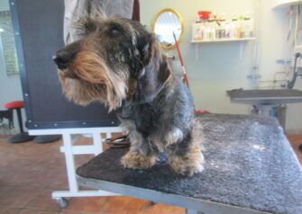Hundesalon alt for hunden - Din hundesalon i Aalborg