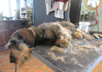 Hundesalon alt for hunden - Din hundesalon i Aalborg
