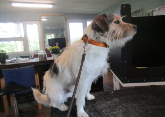 Hundesalon alt for hunden - Din hundesalon i Aalborg