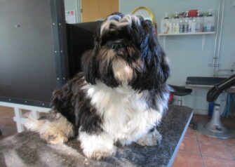 Hundesalon alt for hunden - Din hundesalon i Aalborg