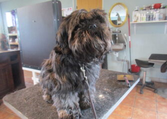 Hundesalon alt for hunden - Din hundesalon i Aalborg