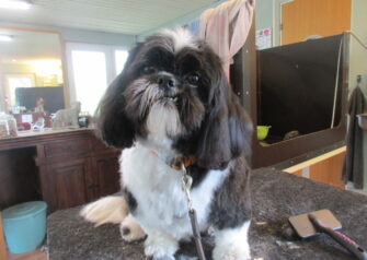 Hundesalon alt for hunden - Din hundesalon i Aalborg