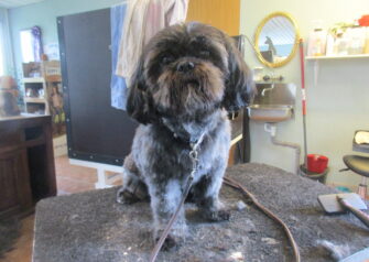 Hundesalon alt for hunden - Din hundesalon i Aalborg