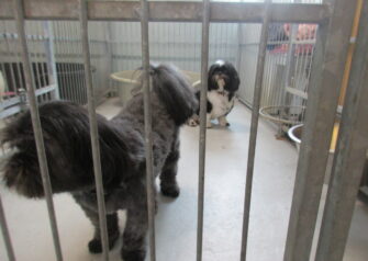 Hundesalon alt for hunden - Din hundesalon i Aalborg