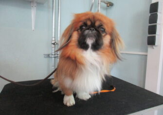 Hundesalon alt for hunden - Din hundesalon i Aalborg