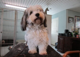 Hundesalon alt for hunden - Din hundesalon i Aalborg