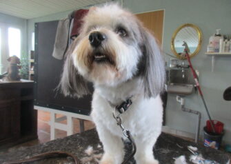Hundesalon alt for hunden - Din hundesalon i Aalborg