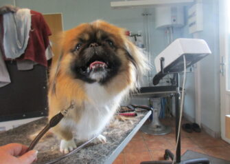 Hundesalon alt for hunden - Din hundesalon i Aalborg