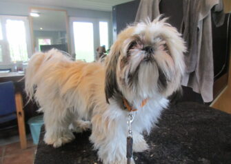 Hundesalon alt for hunden - Din hundesalon i Aalborg