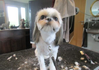 Hundesalon alt for hunden - Din hundesalon i Aalborg