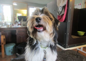 Hundesalon alt for hunden - Din hundesalon i Aalborg