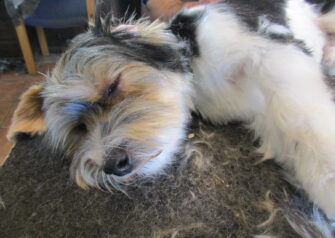Hundesalon alt for hunden - Din hundesalon i Aalborg