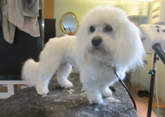 Hundesalon alt for hunden - Din hundesalon i Aalborg