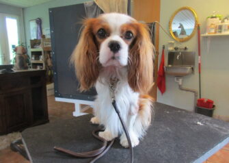 Hundesalon alt for hunden - Din hundesalon i Aalborg
