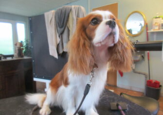 Hundesalon alt for hunden - Din hundesalon i Aalborg