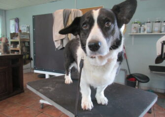 Hundesalon alt for hunden - Din hundesalon i Aalborg