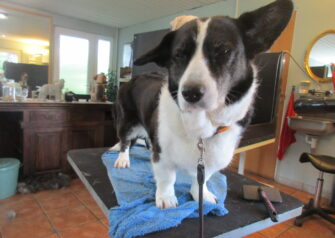 Hundesalon alt for hunden - Din hundesalon i Aalborg