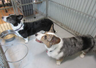 Hundesalon alt for hunden - Din hundesalon i Aalborg