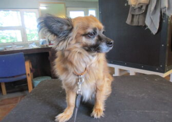 Hundesalon alt for hunden - Din hundesalon i Aalborg