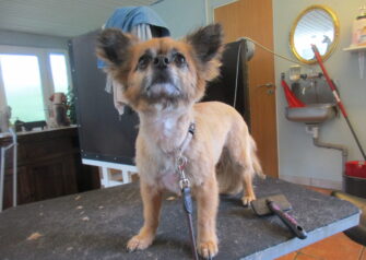 Hundesalon alt for hunden - Din hundesalon i Aalborg