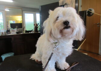 Hundesalon alt for hunden - Din hundesalon i Aalborg
