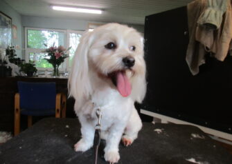 Hundesalon alt for hunden - Din hundesalon i Aalborg