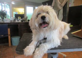 Hundesalon alt for hunden - Din hundesalon i Aalborg