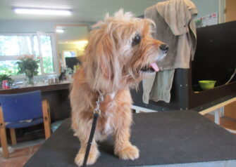 Hundesalon alt for hunden - Din hundesalon i Aalborg