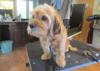 Hundesalon alt for hunden - Din hundesalon i Aalborg