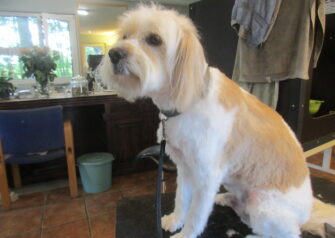 Hundesalon alt for hunden - Din hundesalon i Aalborg