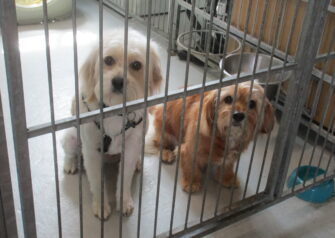 Hundesalon alt for hunden - Din hundesalon i Aalborg