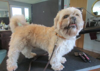 Hundesalon alt for hunden - Din hundesalon i Aalborg