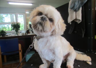 Hundesalon alt for hunden - Din hundesalon i Aalborg