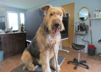 Hundesalon alt for hunden - Din hundesalon i Aalborg