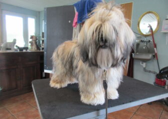 Hundesalon alt for hunden - Din hundesalon i Aalborg