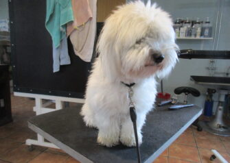 Hundesalon alt for hunden - Din hundesalon i Aalborg