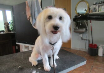 Hundesalon alt for hunden - Din hundesalon i Aalborg