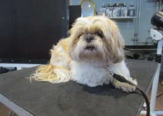 Hundesalon alt for hunden - Din hundesalon i Aalborg