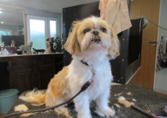 Hundesalon alt for hunden - Din hundesalon i Aalborg