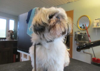 Hundesalon alt for hunden - Din hundesalon i Aalborg