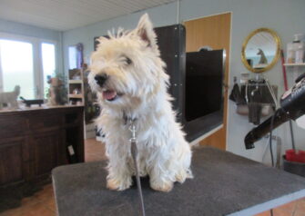 Hundesalon alt for hunden - Din hundesalon i Aalborg