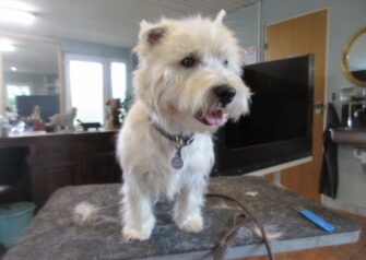 Hundesalon alt for hunden - Din hundesalon i Aalborg