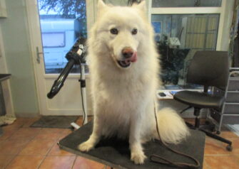 Hundesalon alt for hunden - Din hundesalon i Aalborg